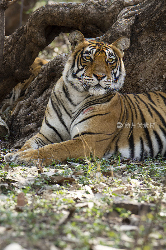 ranthambore国家公园里的孟加拉虎(Panthera tigris tigris)